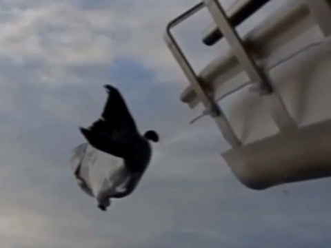 Photo of a fish flying out of a salmon cannon.