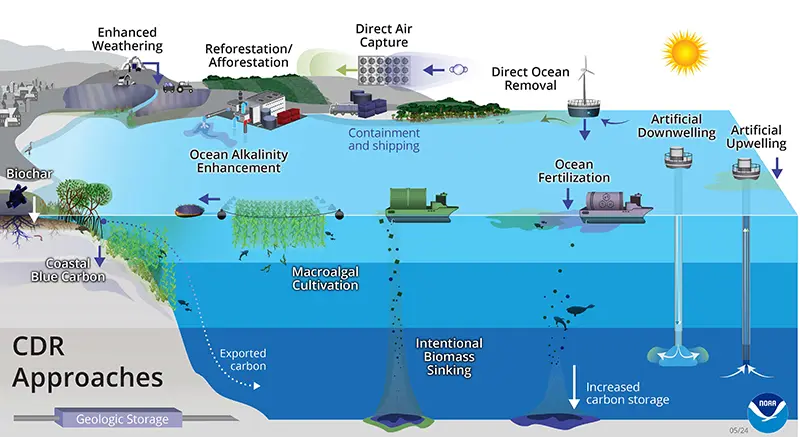 CDR approaches include: enhanced weathering, reforestation/afforestation, direct air capture, direct ocean removal, ocean fertilization, artificial downwelling and upwelling, intentional biomass sinking, macroalgal cultivation, ocean alkalinity enhancement, coastal blue carbon, and biochar.