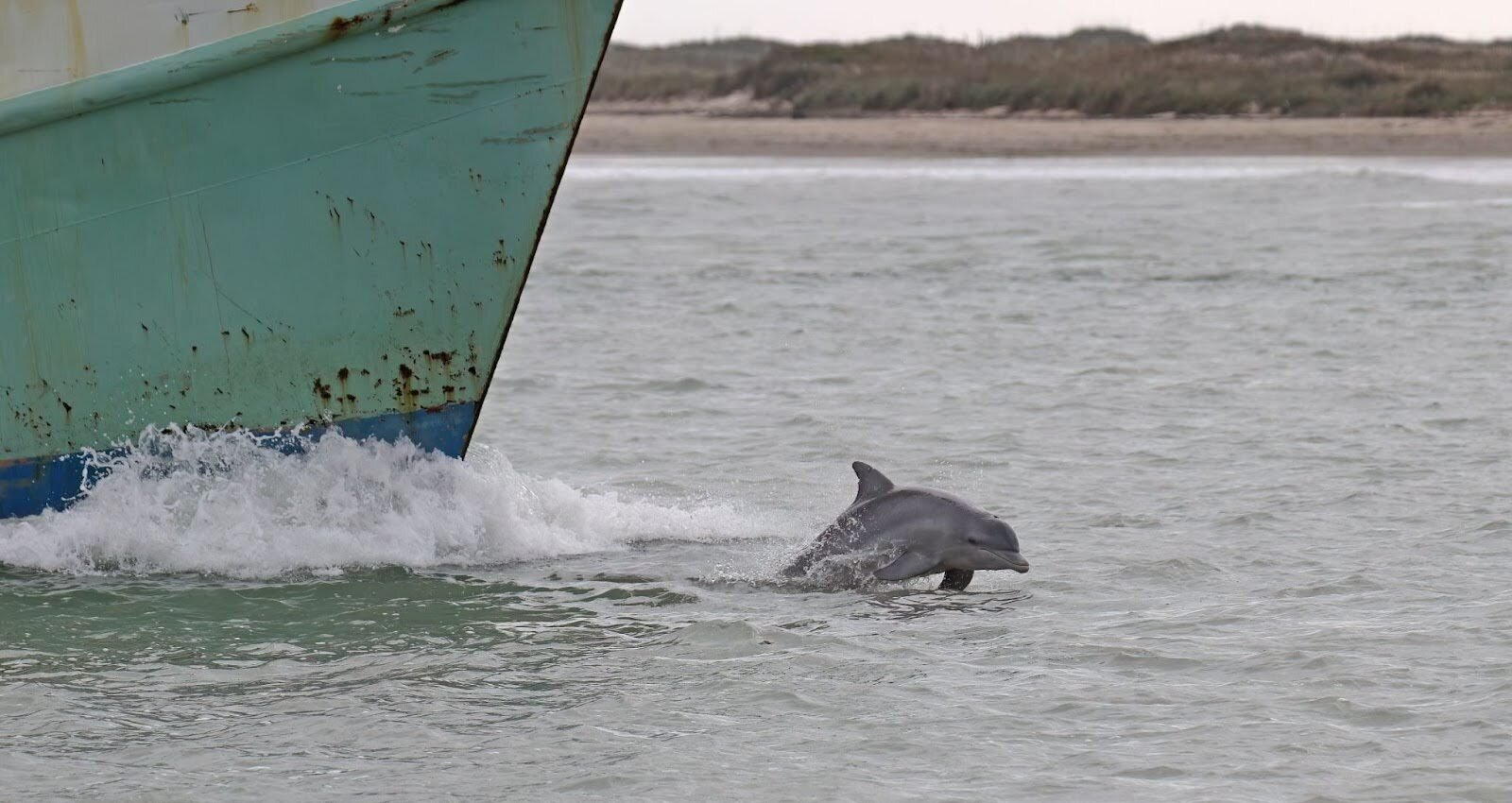 Dolphin jumping out of the water in front of a ship's bow
