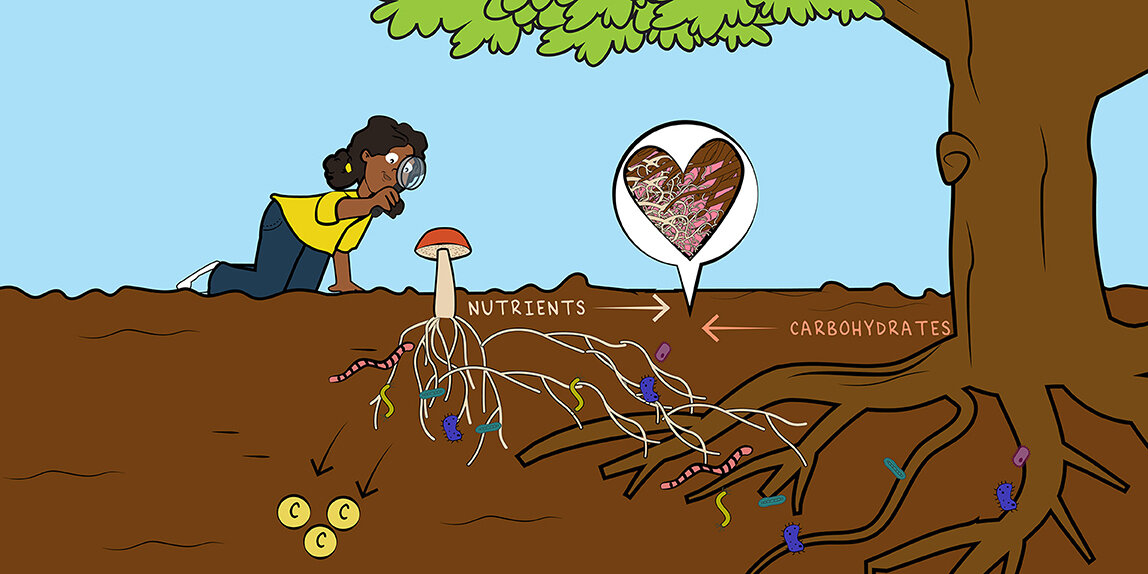 A girl looks at a mushroom with a magnifying glass as it shares resources with a tree through underground connections. Arrows show nutrients moving to the tree, carbohydrates moving to the fungus, and carbon being stored in the soil