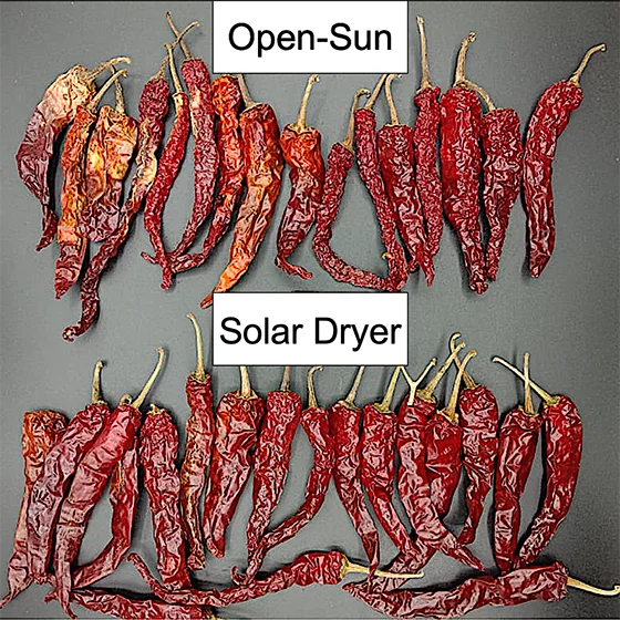 Two groups of dried red chilies are shown side-by-side. The chilies dried in the open sun appear uneven in color and texture, with some shriveled or discolored. The chilies dried in the solar dryer appear more uniform, brighter red, higher quality, and there are more of them.