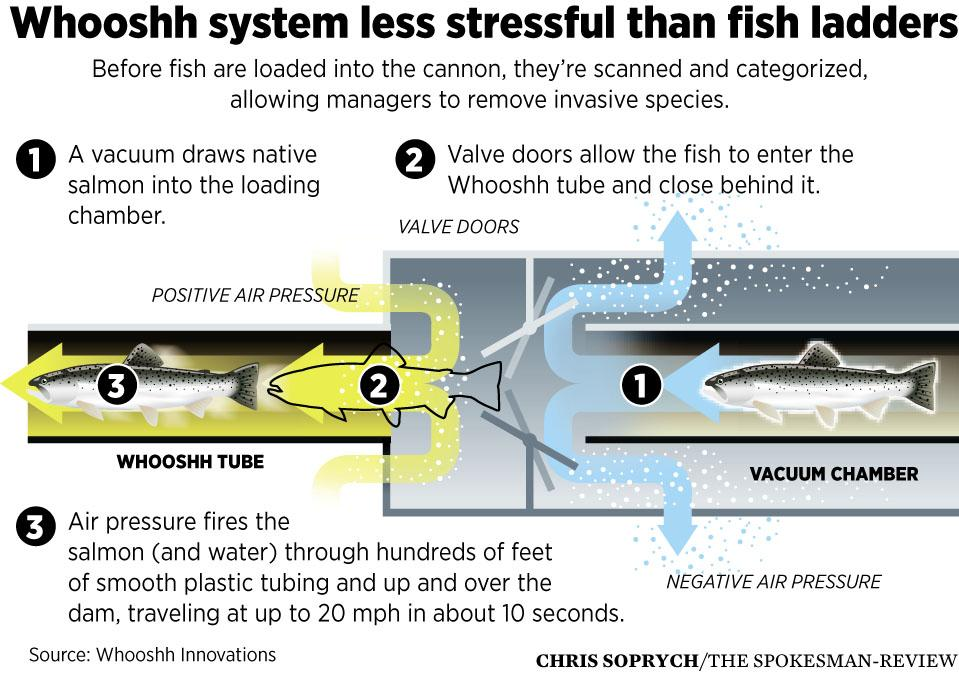 Diagram of how a fish cannon works. 